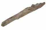 Fossil Hadrosaur (Maiasaura?) Ulna Bone - Montana #214276-7